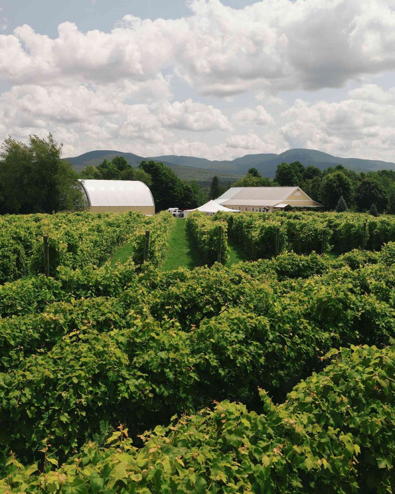 Rangs de vigne et bâtiments du Vignoble Domaine Bresee, à Sutton